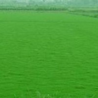 句容市茅山風(fēng)景區(qū)景葉苗木園藝場(chǎng)供應(yīng)果嶺草
