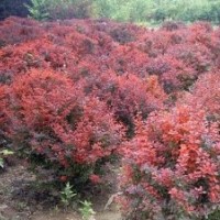 紅葉小檗價(jià)格,水杉價(jià)格,豐花月季價(jià)格,麥冬價(jià)格,劍麻價(jià)格表