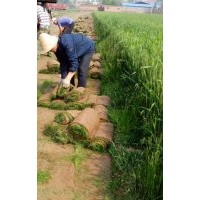河北草坪價(jià)格