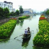 供應(yīng)地被植物矮化美人蕉，青葉美人蕉，別名：小花美人蕉、小芭蕉