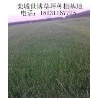 河南草坪|鄭州草坪|安陽(yáng)草坪|草坪基地