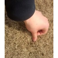 百慕大草坪