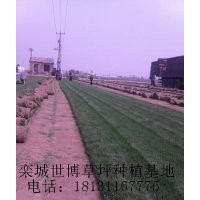 山東草坪、草坪價格、內(nèi)蒙古草坪