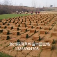 綠化草坪