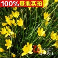 常年供應(yīng)綠化苗木蔥蘭白色大花蔥蘭