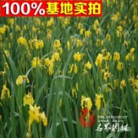 大量供應(yīng)黃菖蒲、菖蒲等水生植物