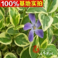 基地供應(yīng)花葉蔓長(zhǎng)春花苗木.長(zhǎng)春蔓