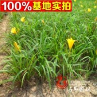 基地直銷(xiāo)供應(yīng)金娃娃萱草規(guī)格齊全