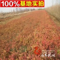 基地直銷(xiāo) 繡線(xiàn)菊 金焰繡線(xiàn)菊小苗