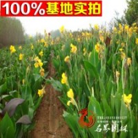 蘇北水生基地直銷花卉美人蕉