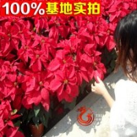 大量供應(yīng)一品紅 數(shù)量大 價(jià)格低