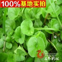 馬蹄金 預(yù)定優(yōu)惠 數(shù)量大 價(jià)格低