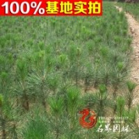 白皮松苗 白皮松小苗 工程苗