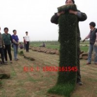 河北廊坊草坪