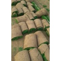 石家莊草坪價(jià)格