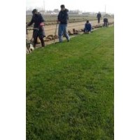 濟南草坪