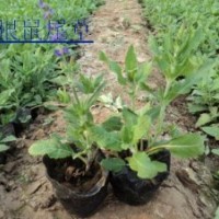 地被鼠尾草價(jià)格|山東地被鼠尾草基地|地被鼠尾草批發(fā)