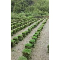 萬畝馬尼拉草皮批發(fā)