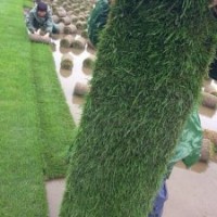 天堂草、百慕大草、馬尼拉草、果嶺草、黑麥草混播