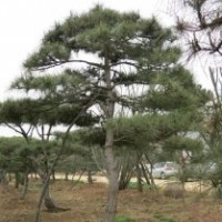 泰山松樹_泰山松_聚源園林(多圖)