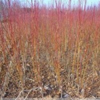 桃苗種植技術(shù),桃苗,潤豐苗木(多圖)