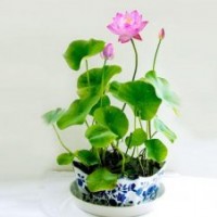 荷花苗、荷花、綠荷水生(圖)