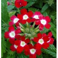 河南草花、草花、君誠(chéng)花卉苗木(圖)