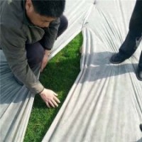 石家莊草坪