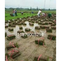 江西省南昌市長年出售果嶺草、臺灣青、矮生百慕大草坪馬尼拉草坪
