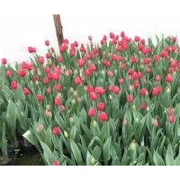 四川成都郁金香大型草花基地