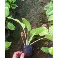 百花玉簪多少錢一盆