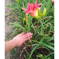 青州鴻運萱草價格 圖片