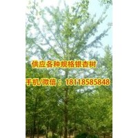 陽光苗圃場|18公分銀杏樹|供應18公分銀杏樹