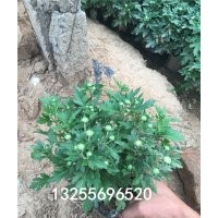 國慶菊價格 國慶菊供應(yīng)基地 國慶菊圖片 國慶菊顏色品種大全