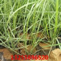 粉黛草品種大全 粉黛亂子草價格 粉黛亂子草照片 粉黛亂子草花期
