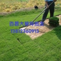 供應(yīng)百慕大草坪，天堂草坪，狗牙根草坪