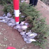 40公分高地柏基地的裝車價(jià)格