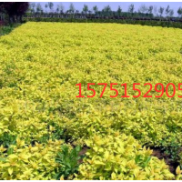 專業(yè)金葉蕕種植_金葉蕕農(nóng)戶直銷_成活率高