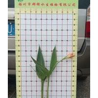 供應云南昆明水生植物|昆明水生花卉|昆明水生植物花卉種苗|水生