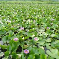 供應四川水生植物|四川水生花卉|四川水生植物花卉種苗|水生植物