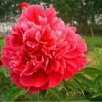 觀賞芍藥