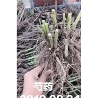 芍藥