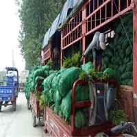 鳶尾批發(fā)基地~常年供應(yīng)麥冬草~量大從優(yōu)~草青無土~隨時考察