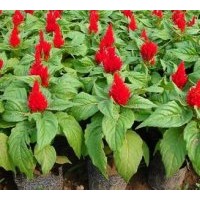 供應(yīng)雞冠花，和服雞冠花，一支筆雞冠花