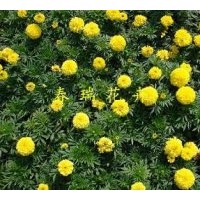 供應(yīng)萬壽菊，金盞花，皇帝菊