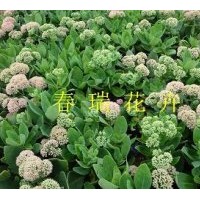 出售景天種植園，萱草，鳶尾，千屈菜，玉簪，醡醬草草