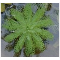 供應大聚藻工程綠化苗木 大聚藻水生植物
