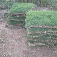 常州草坪馬尼拉，沙培果嶺草，百慕大，高羊茅，結(jié)縷草等草坪