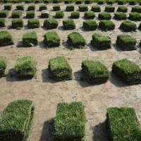 草坪基地//供應(yīng)矮生百慕大，馬尼拉，高羊茅等草坪