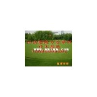 本特四號草坪/本特四號草種/本特四號種植